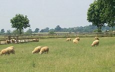 sheep.jpg (10008 bytes)